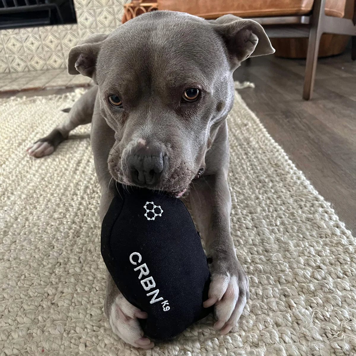 Paddle For Dog | Squeak Dog Toy